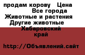 продам корову › Цена ­ 70 000 - Все города Животные и растения » Другие животные   . Хабаровский край